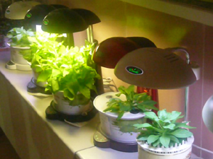 MKD’s grow lights brim with features.