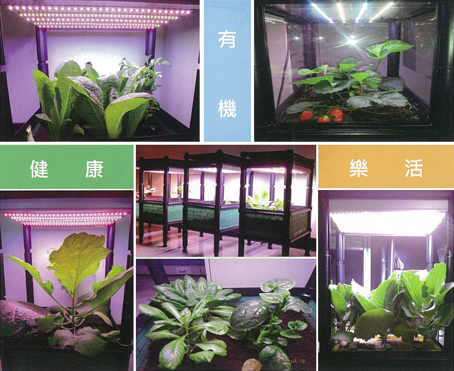 Chiplus’s LED horticultural lamps are unique in having six wavelengths that simulate round-the-clock natural light.