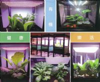 Chiplus's LED horticultural lamps are unique in having six wavelengths that simulate round-the-clock natural light.