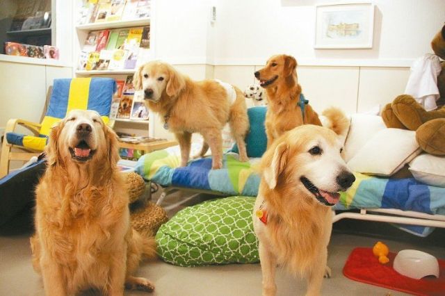 Pet products are a growing market driven by increasing pet ownership that is seen to enhance well-being. (photo courtesy of UDN.com).