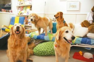 Pet products are a growing market driven by increasing pet ownership that is seen to enhance well-being. (photo courtesy of UDN.com).