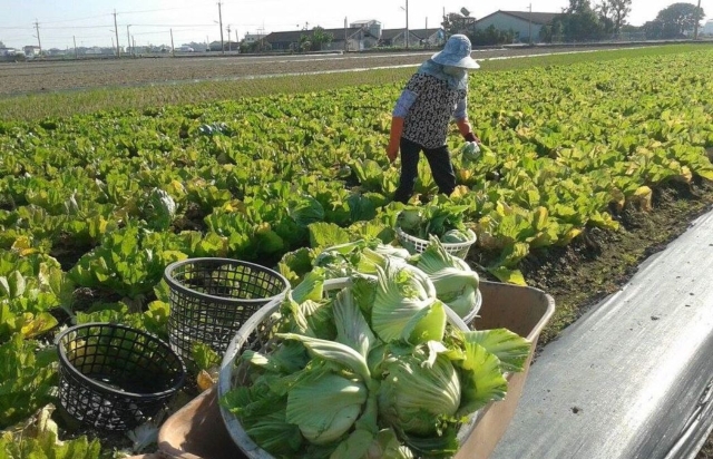 中國與東協的農業合作不斷，農產品貿易往來日益熱絡。聯合報資料照片