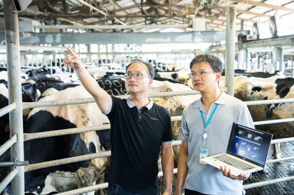 「乳牛3D體型辨識系統」以非侵入式3D影像辨識技術，自動進行3D體態及體型量測，酪農一目了然每頭牛的健康狀態。圖／工研院南分院提供