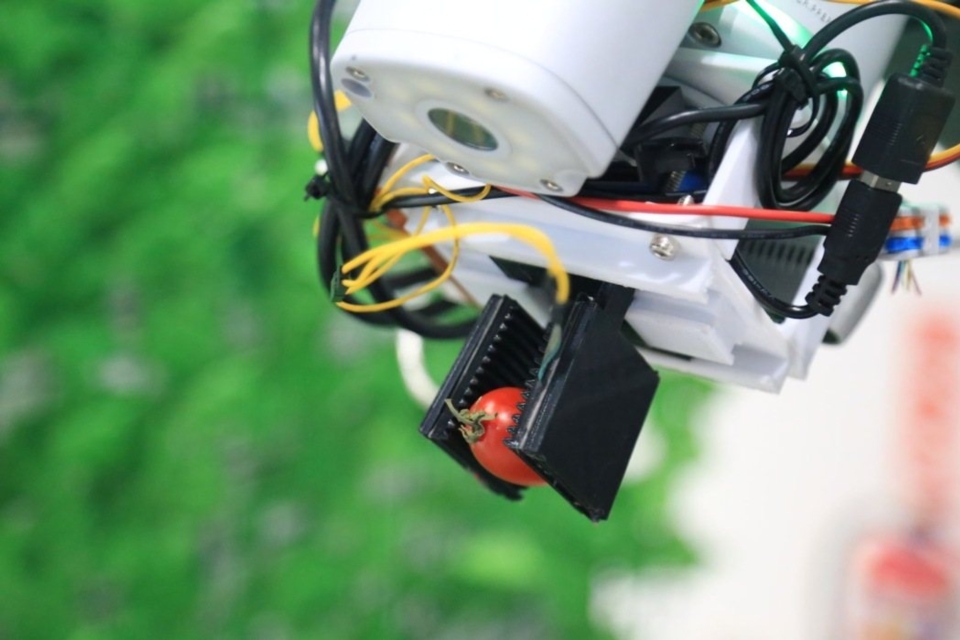 工研院獲農業部與經濟部產業技術司支持，開發「手眼力協調機械手臂小番茄採摘技術」，整合視覺辨識、動作與採摘力道進行果實定位，再規畫生成手臂路徑，以適合採摘力道提高摘取成功率。圖／工研院南分院提供