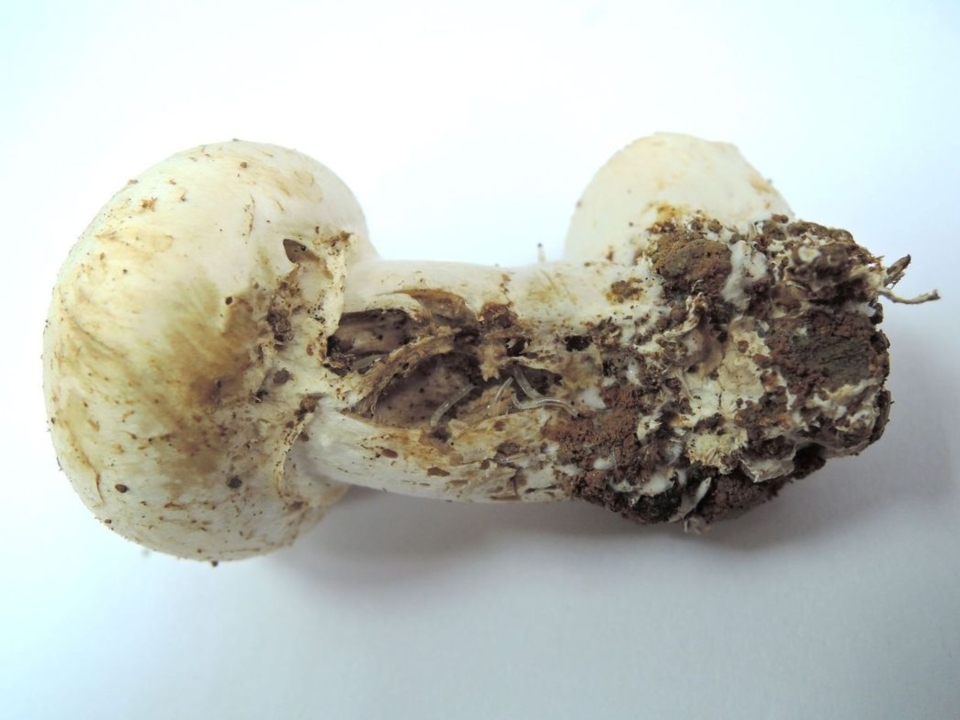 洋菇受到「蕈蚋」危害情形。 農試所／提供