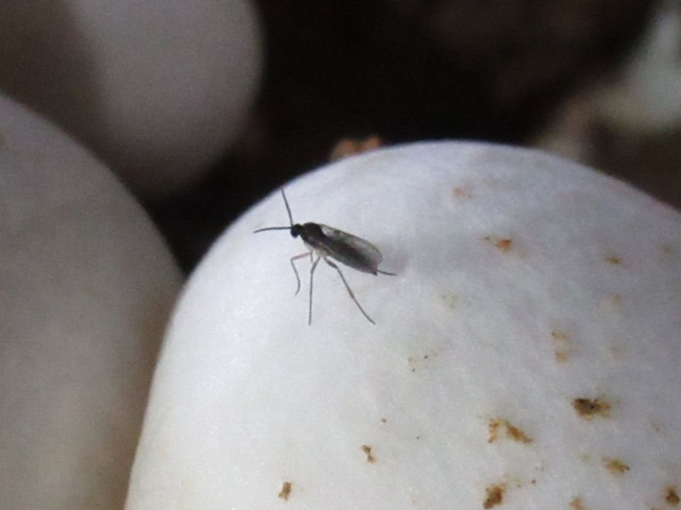 蕈蚋成蟲。 農試所／提供