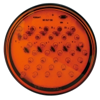 Car Turning Light Car Turning Light