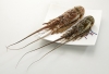 Spiny Lobster