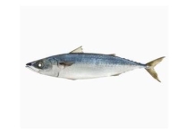 Blue mackerel