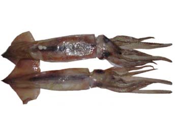 Argentine Shortfin Squid