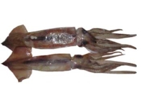 Argentine Shortfin Squid