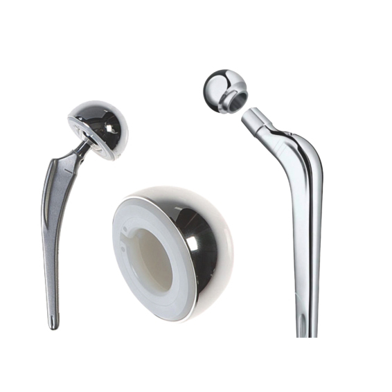 Hip Joint