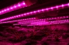 4Feet Led 植物燈