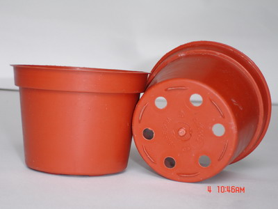 Red low planter (3” dia.; flat-bottomed)