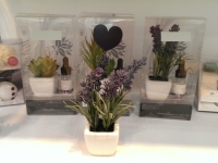 Plant Diffuser Plant Diffuser