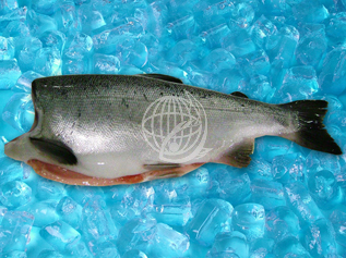 Coho Salmon