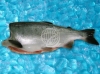Coho Salmon