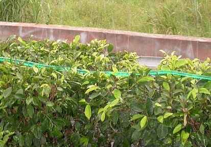 Single Hole Spray Hose Single Hole Spray Hose